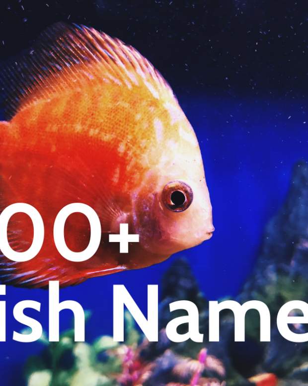 60 Funny Fish Names PetHelpful By fellow animal lovers and experts