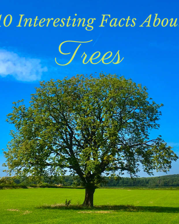 10-interesting-facts-about-trees