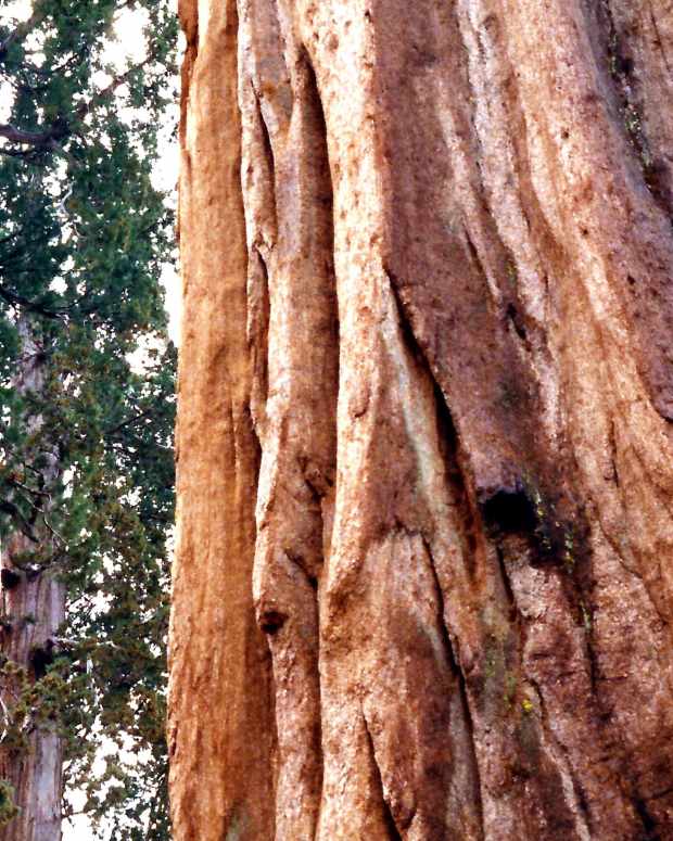 sequoia-and-kings-canyon-national-parks-general-sherman-tree-and-more