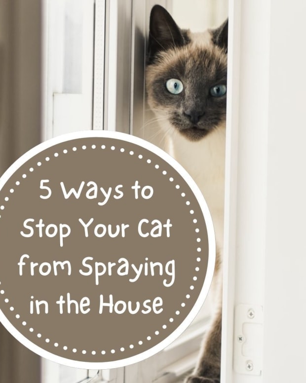 Why Is My Cat Spraying And How Can I Fix It Pethelpful By Fellow Animal Lovers And Experts