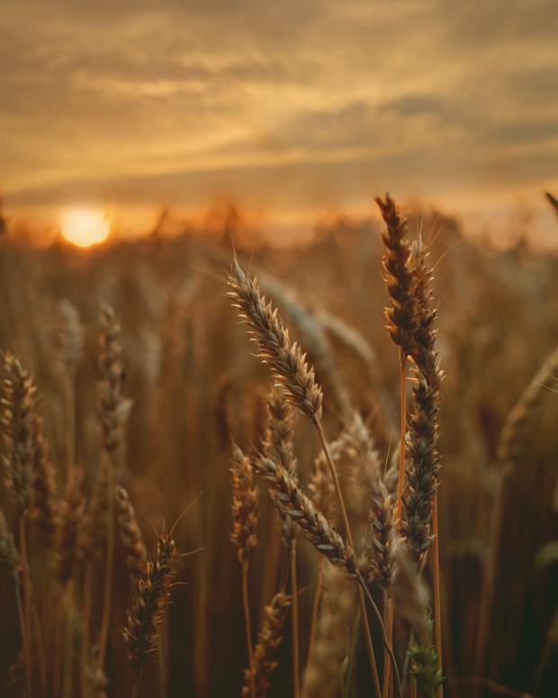 the-pentecost-harvest-and-the-rapture-of-the-bride