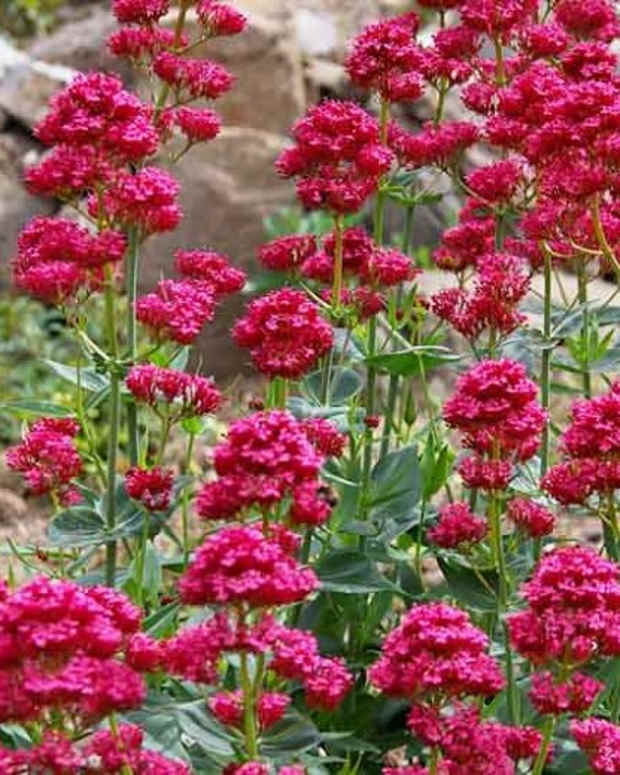 perennial-late-blooming-plants-to-add-color-to-your-fall-garden