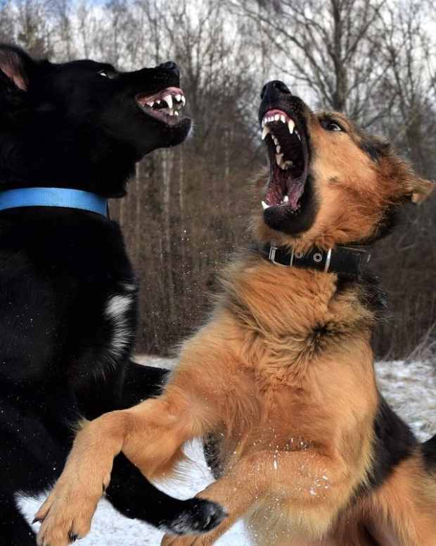 how-to-prevent-your-dog-from-being-attacked