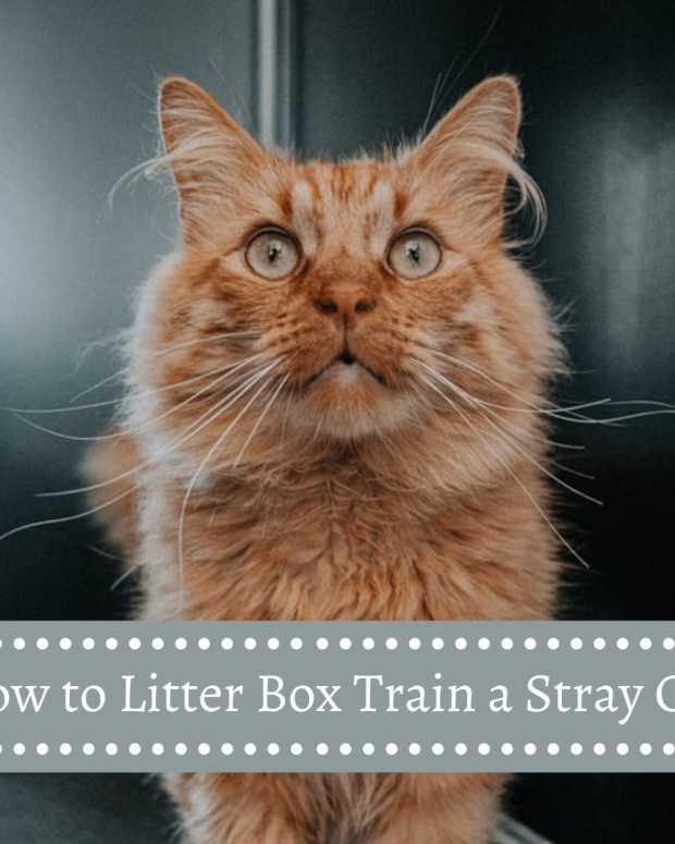 How to Get a Dog or Puppy Used to Wearing a Collar and Leash