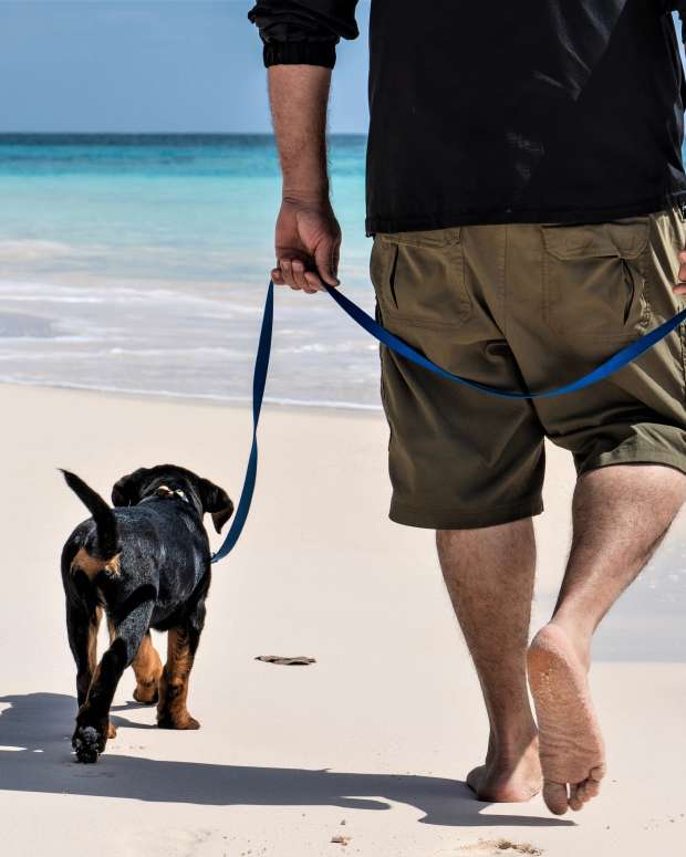 how-to-get-your-dog-to-stop-pulling-on-the-leash