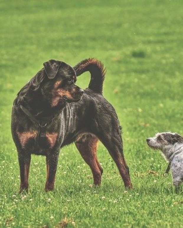 7 Best Methods to Cheer Up a Sad or Depressed Dog PetHelpful By