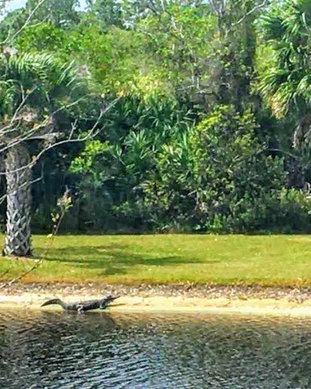 florida-landscape-with-a-gator