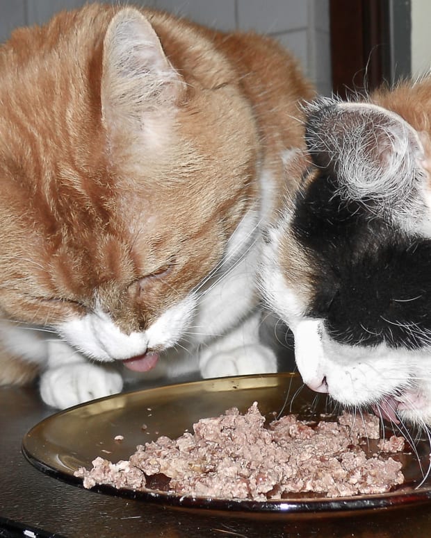 feeding-your-new-cat-healthy-food-for-felines