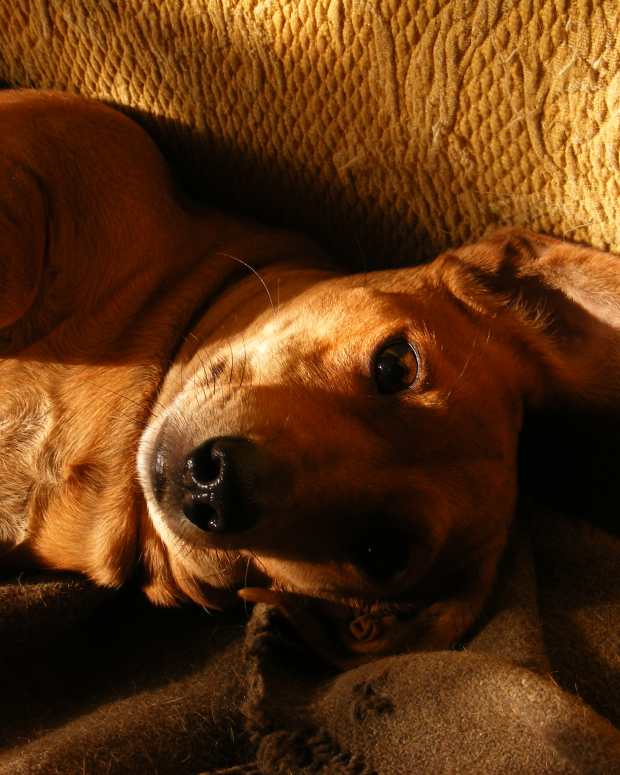 dog ate styrofoam cup