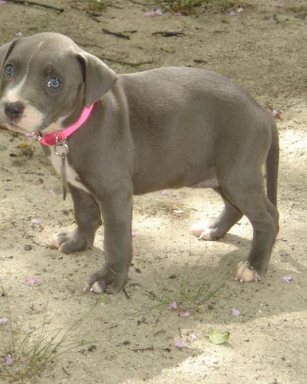 10 week pitbull puppy