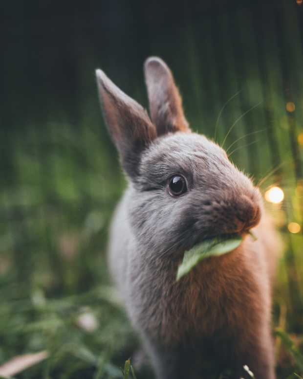 How to Tell If Your Bunny Loves You PetHelpful By fellow animal
