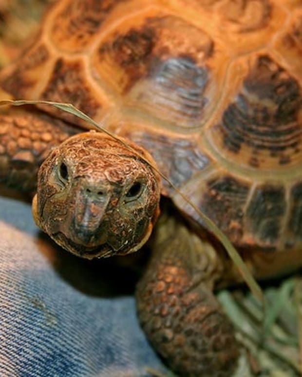 Common Health Problems With Russian Tortoises - PetHelpful - By fellow ...