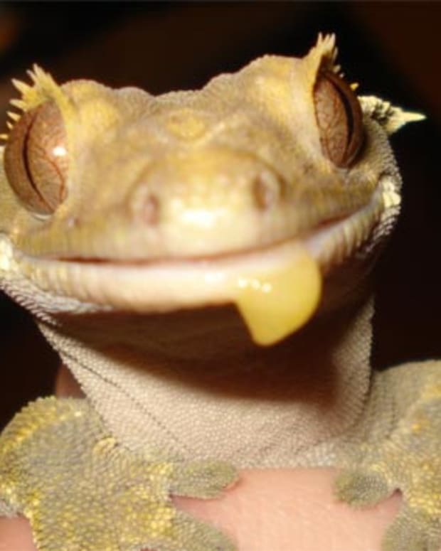 homemade gecko hides