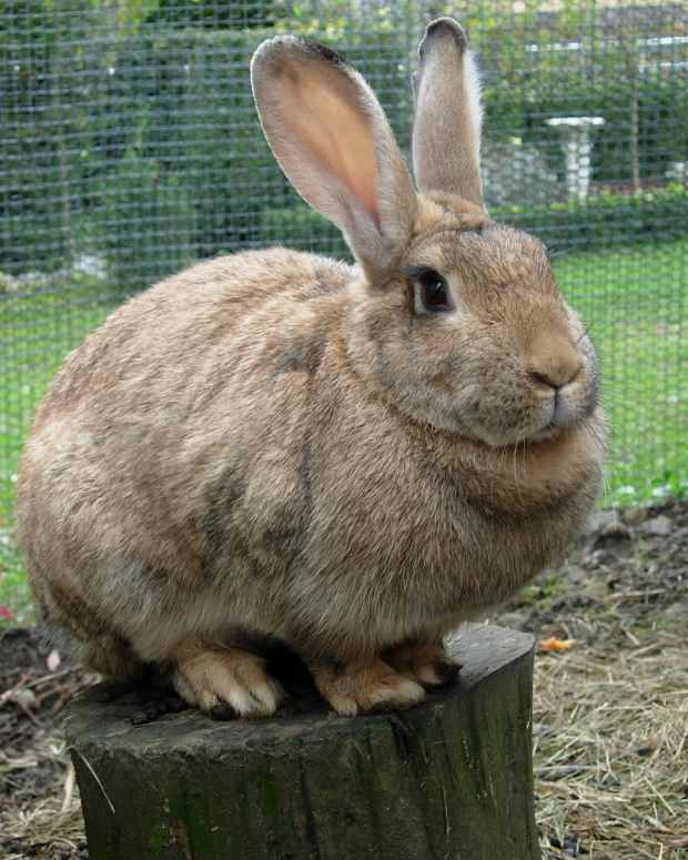 Make Your Own Homemade Rabbit Toys PetHelpful By fellow animal