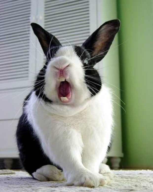 Does My Rabbit Hate Me? How to Be Friends With Your Bunny PetHelpful