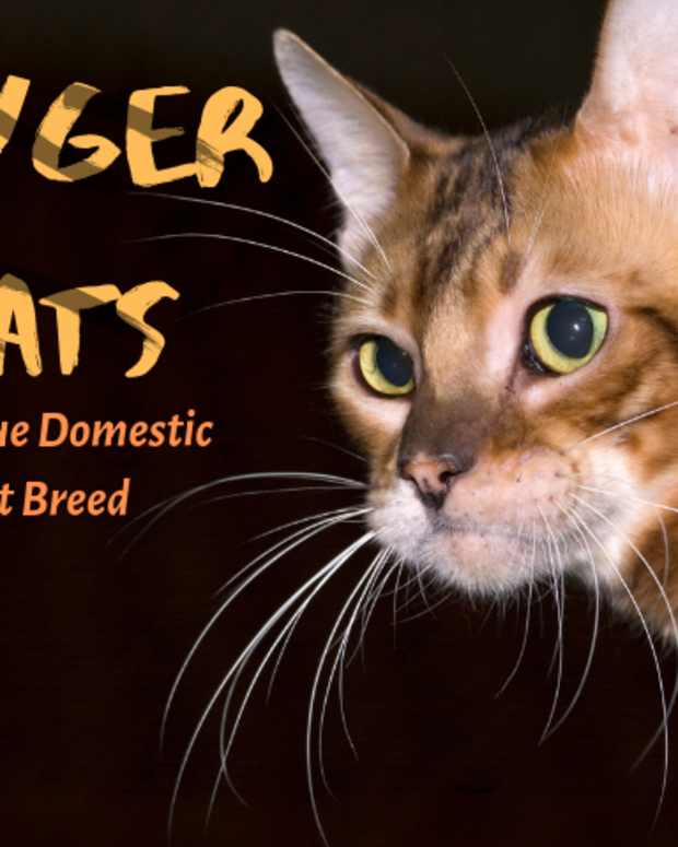 Savannah Cats A Hybrid Domestic Cat PetHelpful By fellow animal