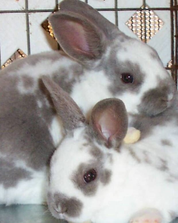 15 Of The Best Pet Rabbit Breeds - PetHelpful - By Fellow Animal Lovers ...