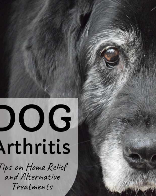 dog vomiting blood home remedy