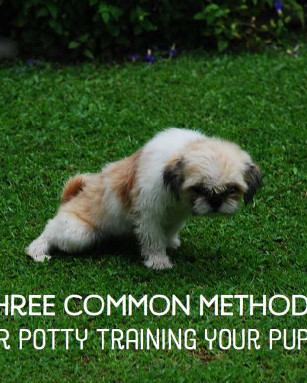 quickest way to toilet train a puppy