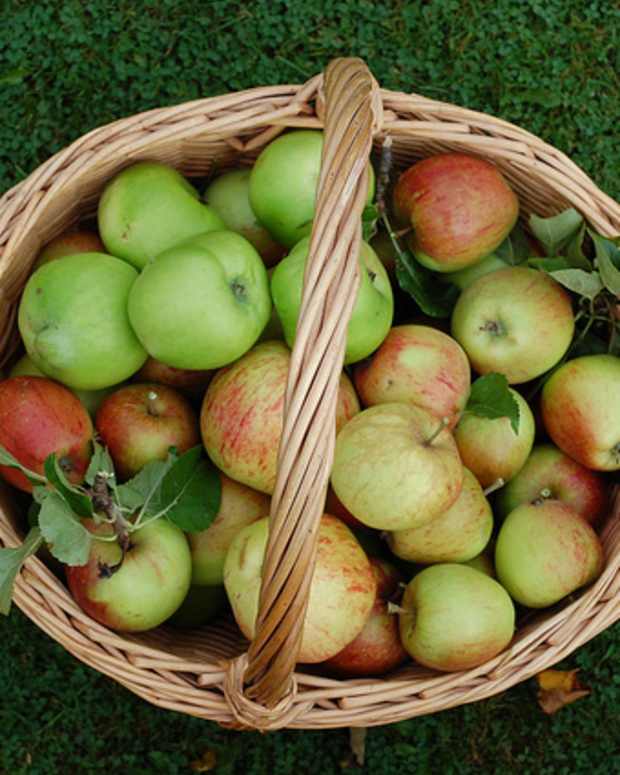 Sage’s Herbal Harvest Butter for Mabon - Delishably - Food and Drink