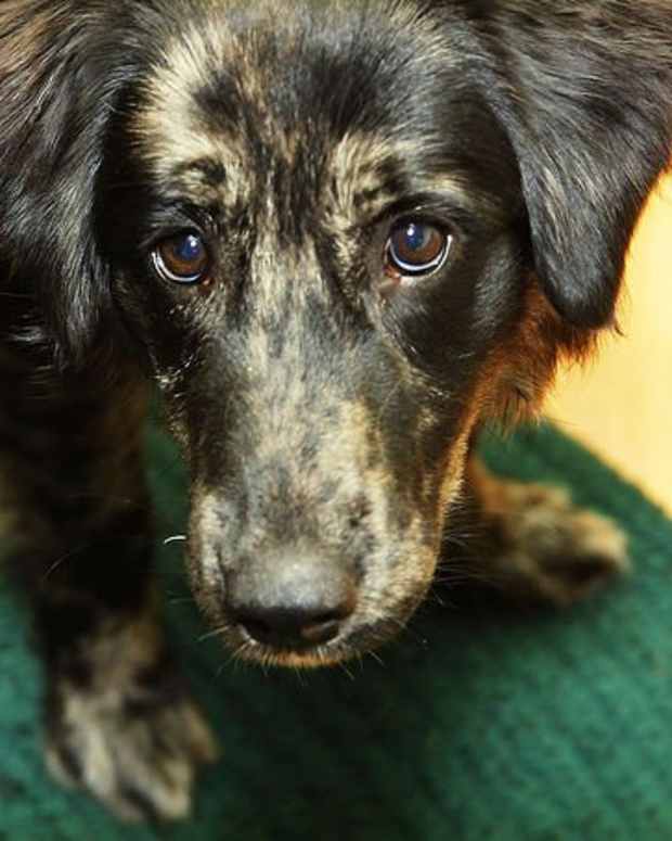 Spaying Your Female Dog PetHelpful By fellow animal lovers and experts