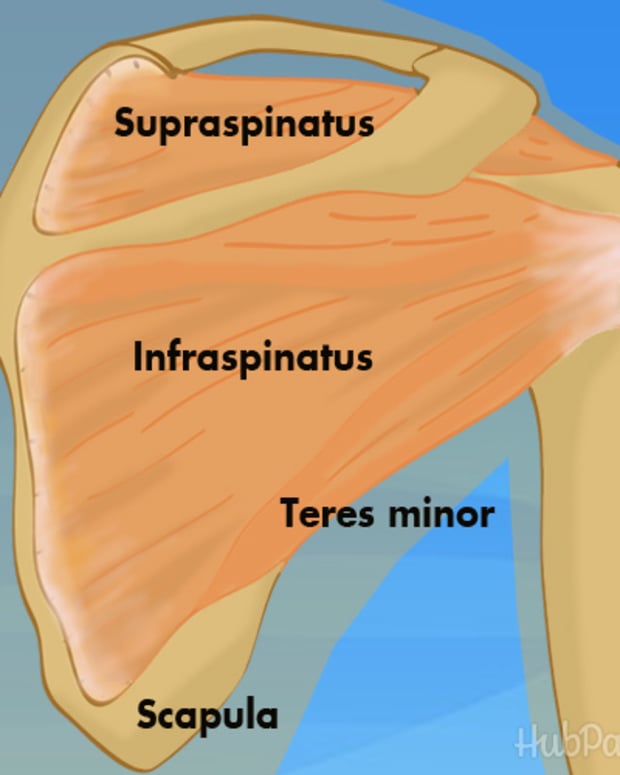 How to Treat Rotator Cuff Pain and Injuries YouMeMindBody
