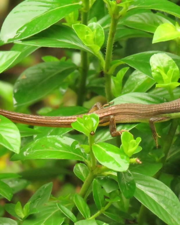 Why the Tegu Is the Best Pet Lizard PetHelpful By fellow animal