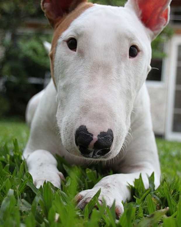 fawn english bull terrier