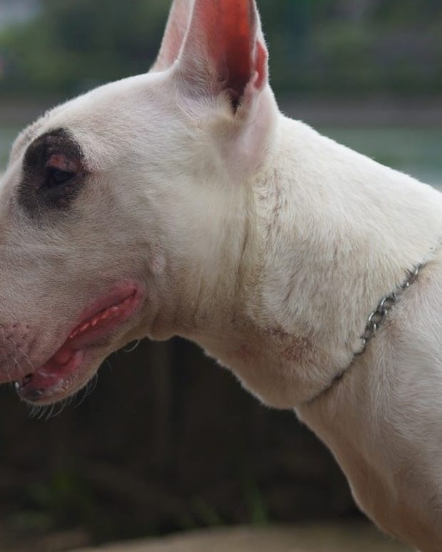 essexshire miniature bull terriers