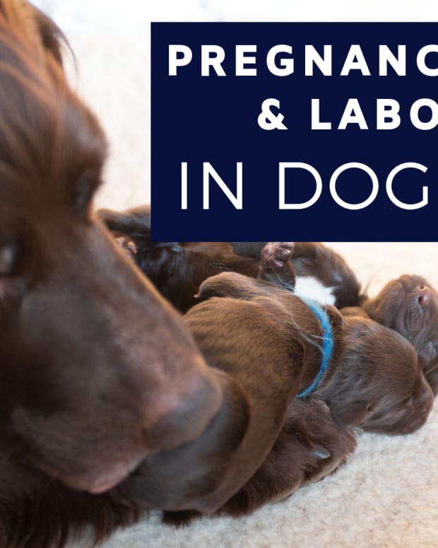 All About Dog Pregnancy PetHelpful By fellow animal lovers and experts