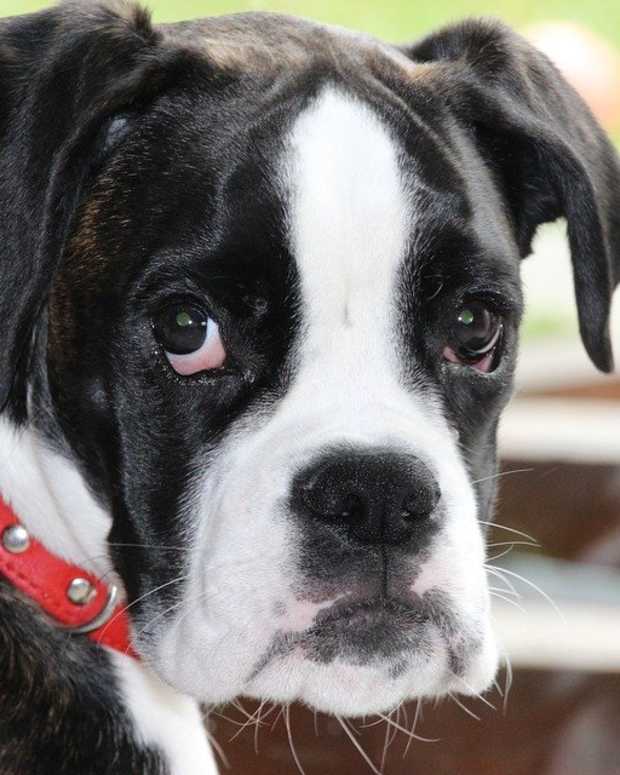 A Guide to the Apple Head Chihuahua PetHelpful By fellow animal