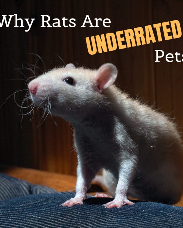 Rats And Their Types Colors And Patterns Pethelpful By Fellow Animal Lovers And Experts