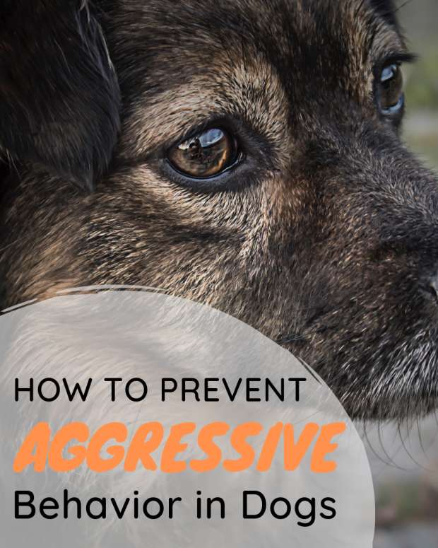 How to Cope With and Manage an Aggressive Dog PetHelpful By fellow
