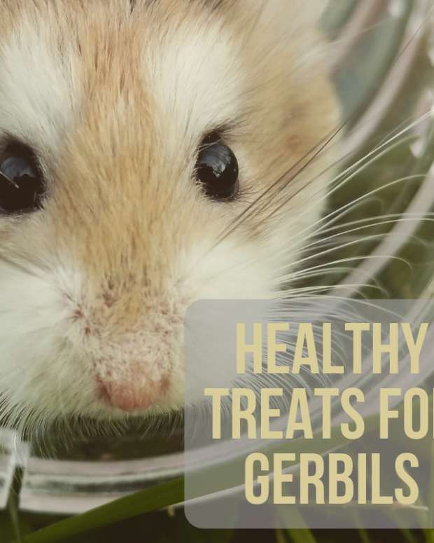 How to Care for Gerbils With Broken Teeth PetHelpful By fellow animal lovers and experts