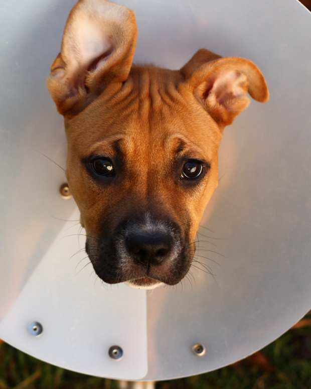 female spayed dog acting strange