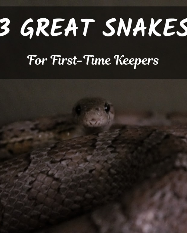 Best Pet Snake Species For Children And Beginners - PetHelpful - By ...