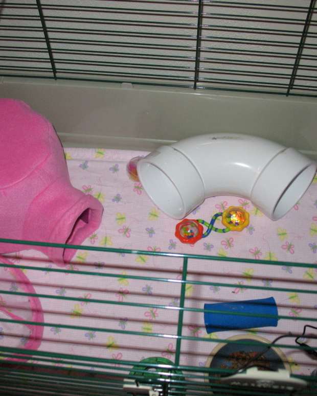 Interesting Facts About Hedgehogs PetHelpful By fellow animal