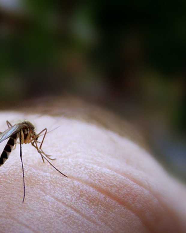 7 Natural Ways to Get Rid of Ants How to Repel Ants Humanely Without Killing Them Dengarden