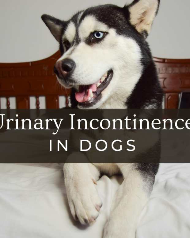 side effects of proin in older dogs