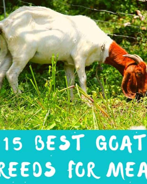 15 Best Goat Breeds for Pets PetHelpful By fellow animal lovers and