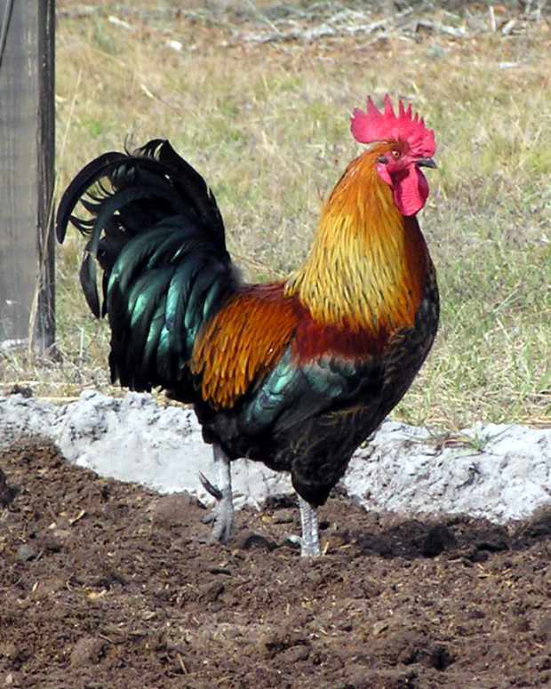 Can A Rooster Be Neutered? What Is A Capon? Is Castration Inhumane