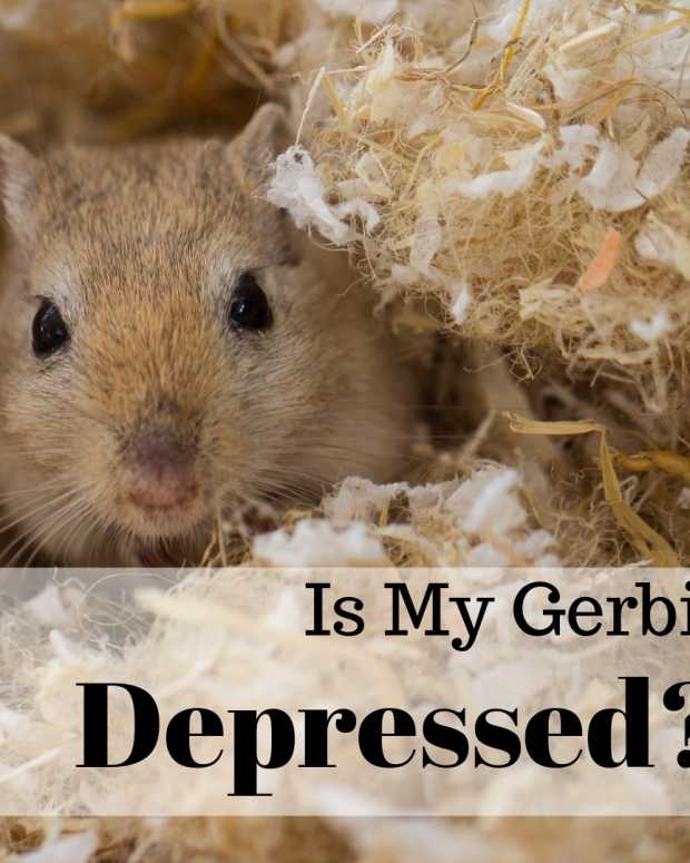 3 Ways to Trim or Wear Down a Gerbil's Teeth and Claws PetHelpful By fellow animal lovers