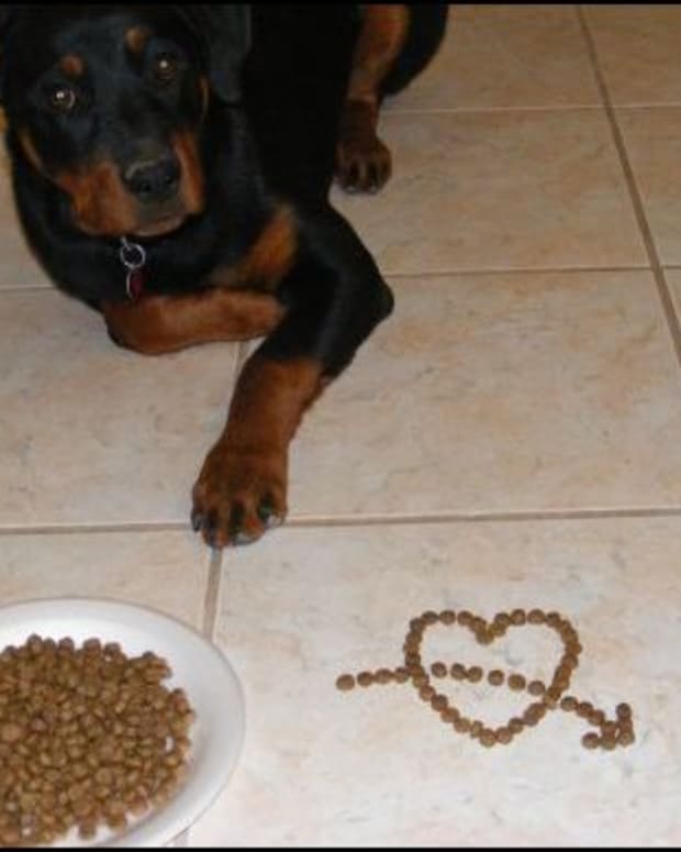 How to Prevent and Stop Food Aggression in Dogs