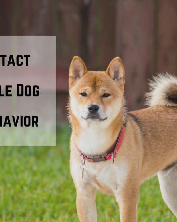 can a spayed female dog still attract males