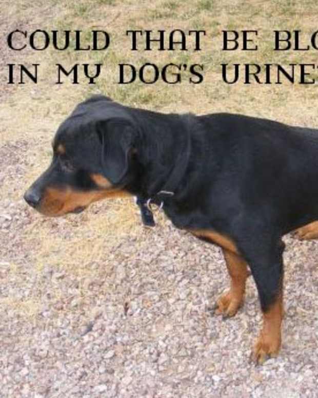 15 Causes of Mucus in Dog's Stool PetHelpful By fellow animal