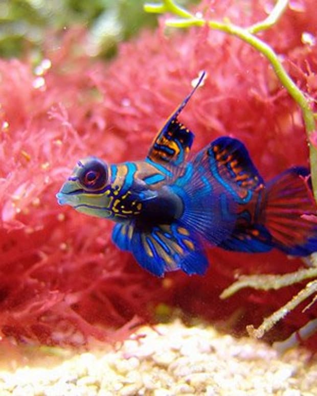 300+ Funny and Clever Fish Names - PetHelpful - By fellow animal lovers ...