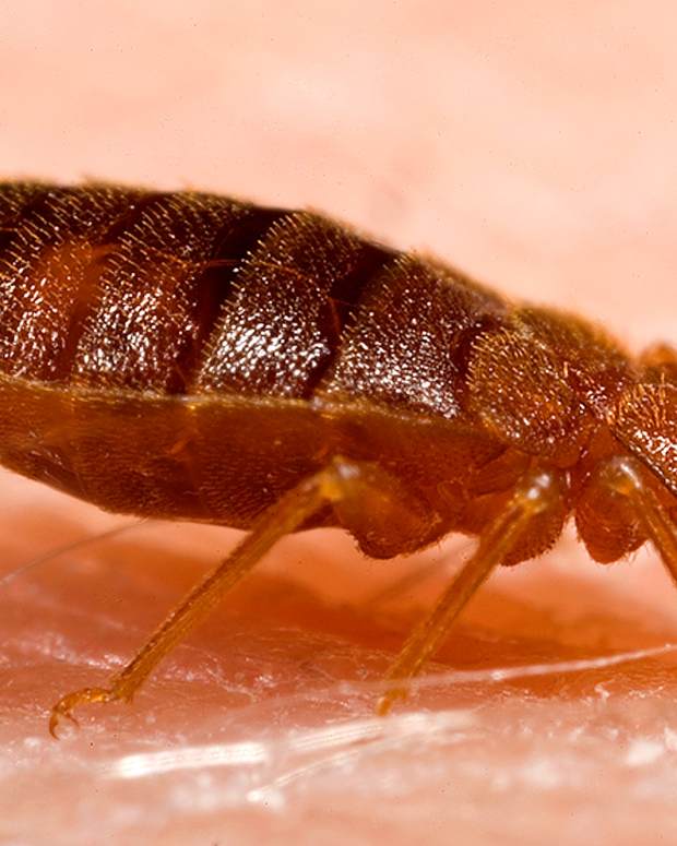 What's Biting Me? Being Eaten by Invisible Bugs in Your Home