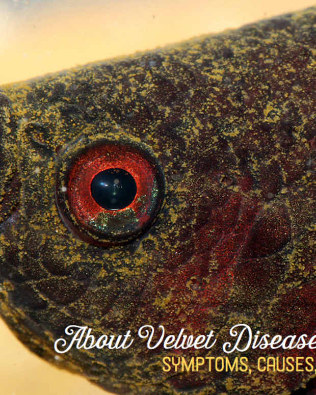 White Spot Disease Symptoms, Causes, and Treatments PetHelpful By