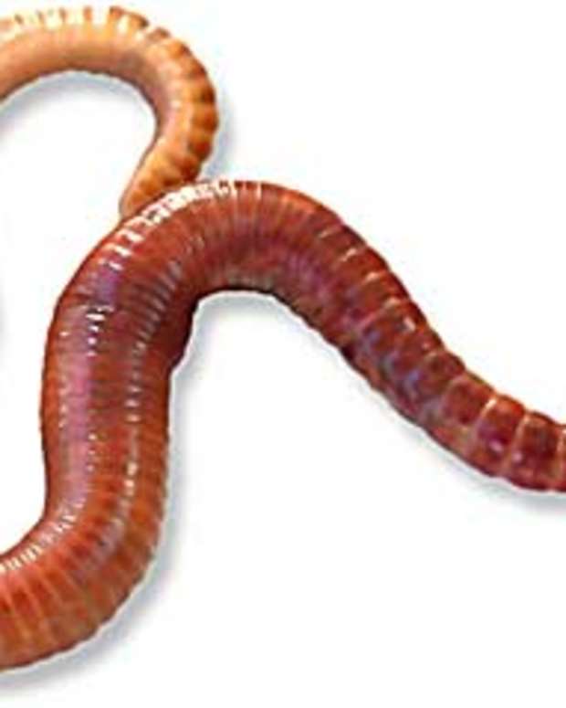 Identifying the Red Wiggler Composting Worm Dengarden Home and Garden