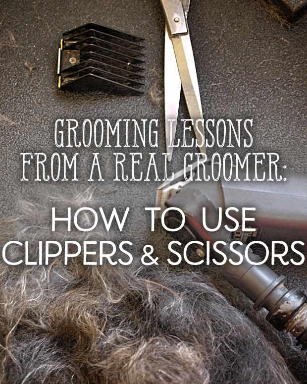 Lessons From a Groomer Nail Clipping, Ear Cleaning, and Baths